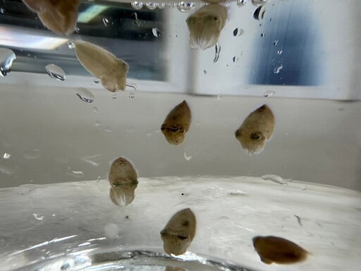 花枝繁殖季登場!來新北貢寮海洋資源復育園區 近距離觀察花枝寶寶孵化奇景