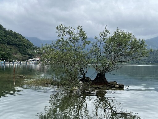 湖中綠影生風采 縱管處守護鯉魚潭湖中樹