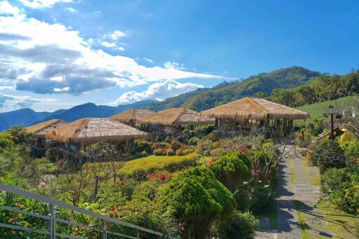 端午假期走進阿里山樂野部落 品茶品咖啡賞山景