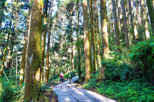 端午假期走進阿里山樂野部落 品茶品咖啡賞山景