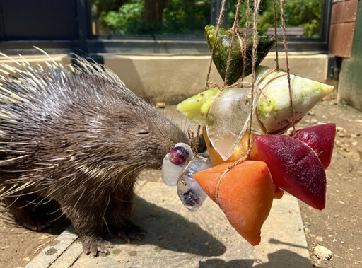 動物園開粽趴 狐獴、紅毛猩猩、黑熊吃粽大公開