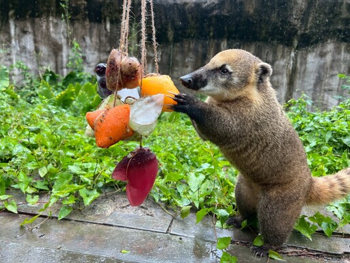 動物園開粽趴 狐獴、紅毛猩猩、黑熊吃粽大公開