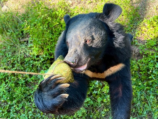 動物園開粽趴 狐獴、紅毛猩猩、黑熊吃粽大公開