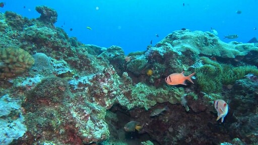 綠島小丑島潛點生態重現生機 東管處長期潛點監測見證海洋恢復力