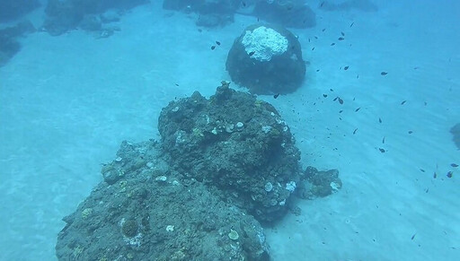 綠島小丑島潛點生態重現生機 東管處長期潛點監測見證海洋恢復力