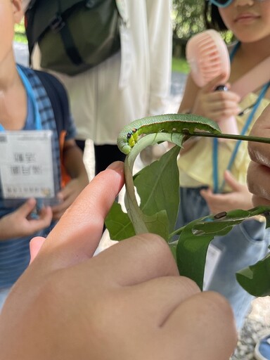三峽消暑熱點報到!滿月圓蝶舞季今夏繽紛登場