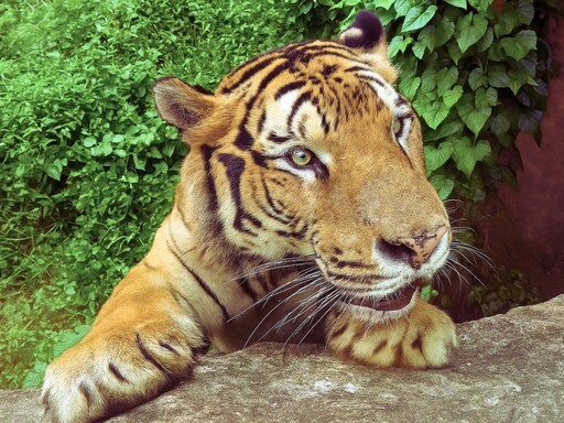 壽山動物園暑假大放送!12歲以下免費入園 新動物明星+昆蟲特展一次看