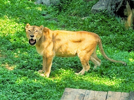 壽山動物園暑假大放送!12歲以下免費入園 新動物明星+昆蟲特展一次看