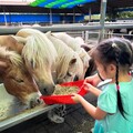 把握4個連假 嘉縣文觀局親子旅熱門景點推薦