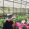 阿里山百合花綠色遊蹤中秋賞花、品茶香、咖啡香 隱藏版咖啡秘境一次收