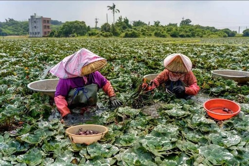 搭乘台灣好行菱波官田線捕捉蝙蝠俠 限時6天香Q菱角等你拿