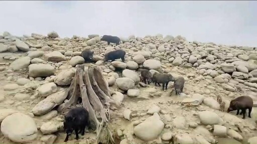 大埔觀光聖地「山豬島」遭指恐淪非洲豬瘟疫破口 縣家畜所強調有檢測都是陰性