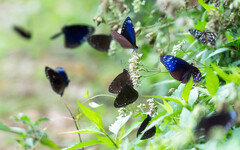 慢旅高雄・FUN遊茂林 2025 ITF旅展亮相