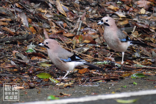 觀霧新年特典「新年數鳥嘉年華」 全民響應公民科學賞鳥行動