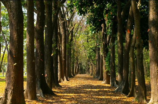 六龜最美旅遊片 沈文程鏡頭下山林、文化全曝光