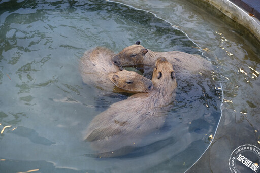 療癒系溫泉──「四重溪溫泉」 全新煮蛋池和日本水豚在等你 - 旅遊經