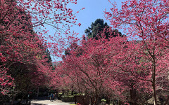 九族櫻花祭推早鳥優惠、花季套票限時線上開搶！ - 旅遊經