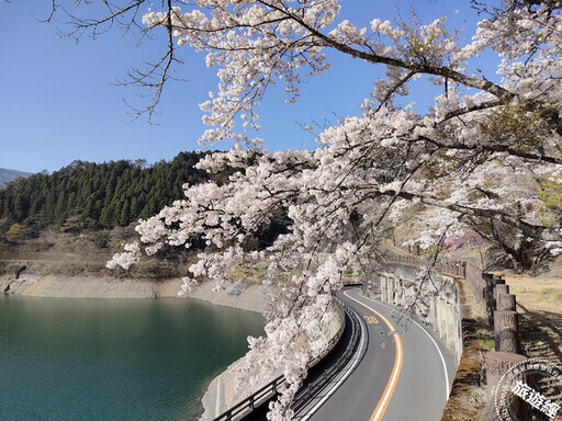 提醒！2024日本櫻花季提前 東京三處追櫻私房景點大公開 - 旅遊經