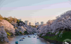 日本櫻花季來臨 推薦五款特色賞櫻玩法 - 旅遊經