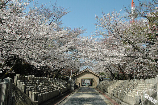 廣島櫻花祭登場 搜羅10大賞櫻景點、花期一次看 - 旅遊經