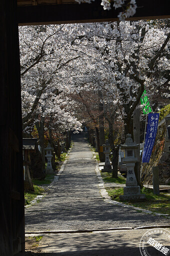 廣島櫻花祭登場 搜羅10大賞櫻景點、花期一次看 - 旅遊經