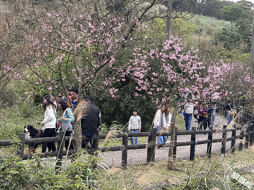 三生步道近尾聲 賞完櫻花觀浪花 - 旅遊經
