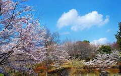 茨城縣的天然紀念物 櫻川山櫻 - 太陽網