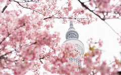 東京晴空塔下賞櫻獨一份 周邊景點、購物、美食一把抓 - 旅遊經