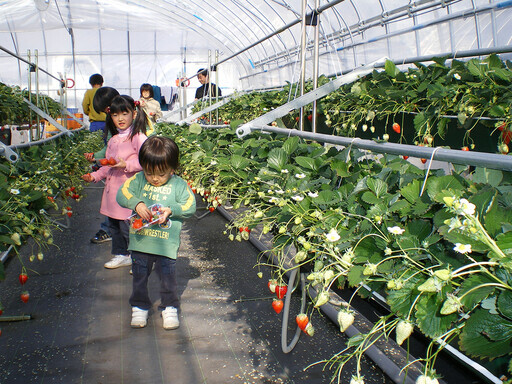用櫻花和草莓閱讀春天的樂章 日光季節限定美食4月1日起登場 - 太陽網