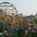 走進臺北玫瑰園的花花世界 - 太陽網