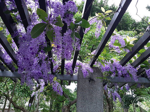 大安森林公園紫瀑花廊 這不是紫藤是錫葉藤 - 旅遊經
