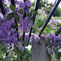 大安森林公園紫瀑花廊 這不是紫藤是錫葉藤 - 旅遊經
