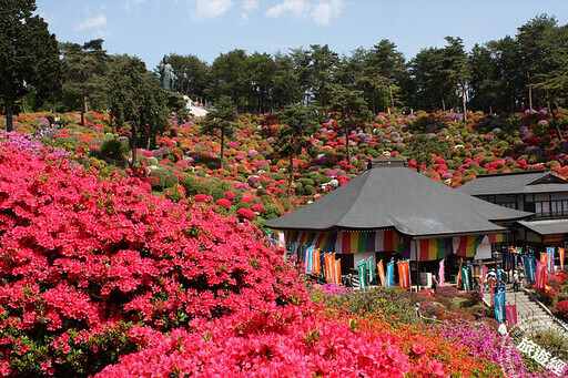 日本東京不只能結「櫻」緣 還有杜鵑、紫藤、粉蝶花齊爭豔 - 旅遊經
