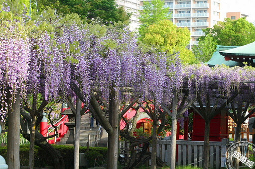 日本東京不只能結「櫻」緣 還有杜鵑、紫藤、粉蝶花齊爭豔 - 旅遊經