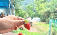 白石湖休閒農業區採草莓、賞流蘇 - 太陽網