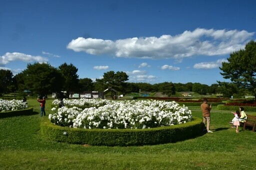 常陸海濱公園3400株玫瑰花迎來最佳觀賞期 - 太陽網