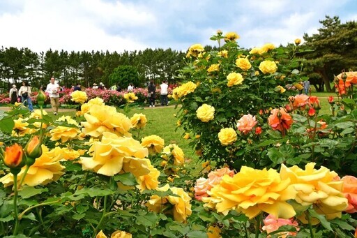 常陸海濱公園3400株玫瑰花迎來最佳觀賞期 - 太陽網