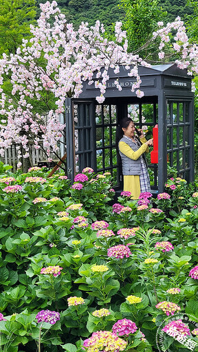 竹子湖繡球花季登場 繡球花+9處IG打卡點成為拍片「繡」場 - 旅遊經