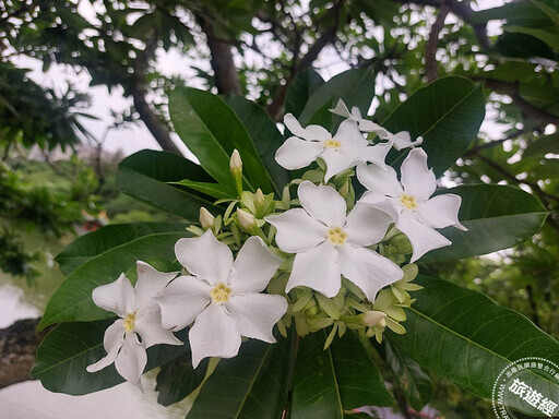 我不是桐花，其實我是海檬果 南港公園海檬果正盛開 - 旅遊經