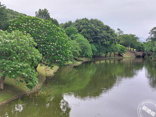 我不是桐花，其實我是海檬果 南港公園海檬果正盛開 - 旅遊經