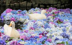 茨城的花之寺 雨引觀音、保和苑 - 太陽網