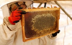 品味土耳其 尋找安那托利亞最美味的蜂蜜 - 太陽網