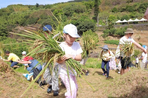 鵝尾山水田割稻體驗 感受什麼叫粒粒皆辛苦 - 太陽網