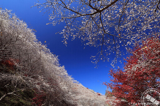 秋遊愛知豐田市 紅葉、櫻花同框不是夢 - 旅遊經