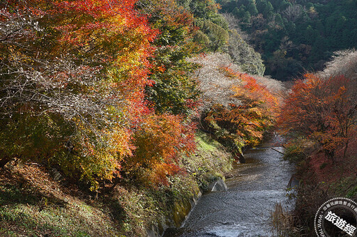 秋遊愛知豐田市 紅葉、櫻花同框不是夢 - 旅遊經