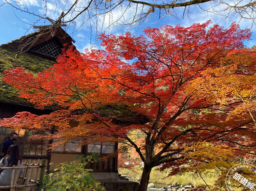 秋遊愛知豐田市 紅葉、櫻花同框不是夢 - 旅遊經