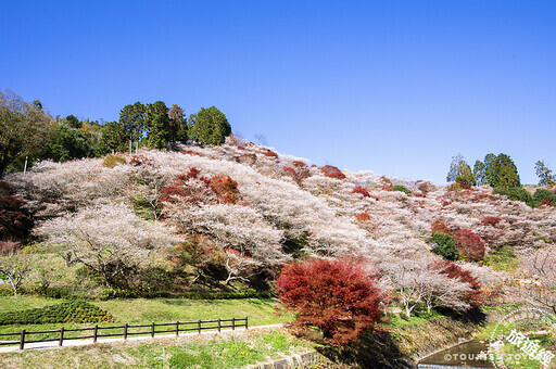 秋遊愛知豐田市 紅葉、櫻花同框不是夢 - 旅遊經