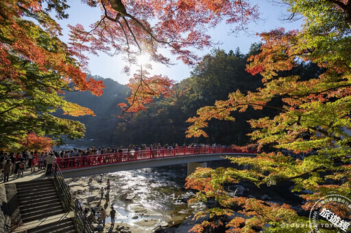 秋遊愛知豐田市 紅葉、櫻花同框不是夢 - 旅遊經