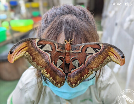 北市動物園慶昆蟲館20周年 辧嘉年華首開放昆蟲們的「產房」！ - 旅遊經