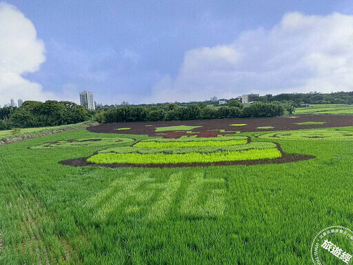 桃園4公頃大園彩繪稻田圖騰公開，更別錯過向日葵、波斯菊花海 - 旅遊經